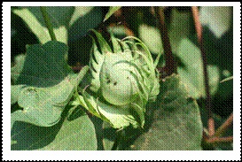 Lygus ve Bitki tahtakurusu zararı